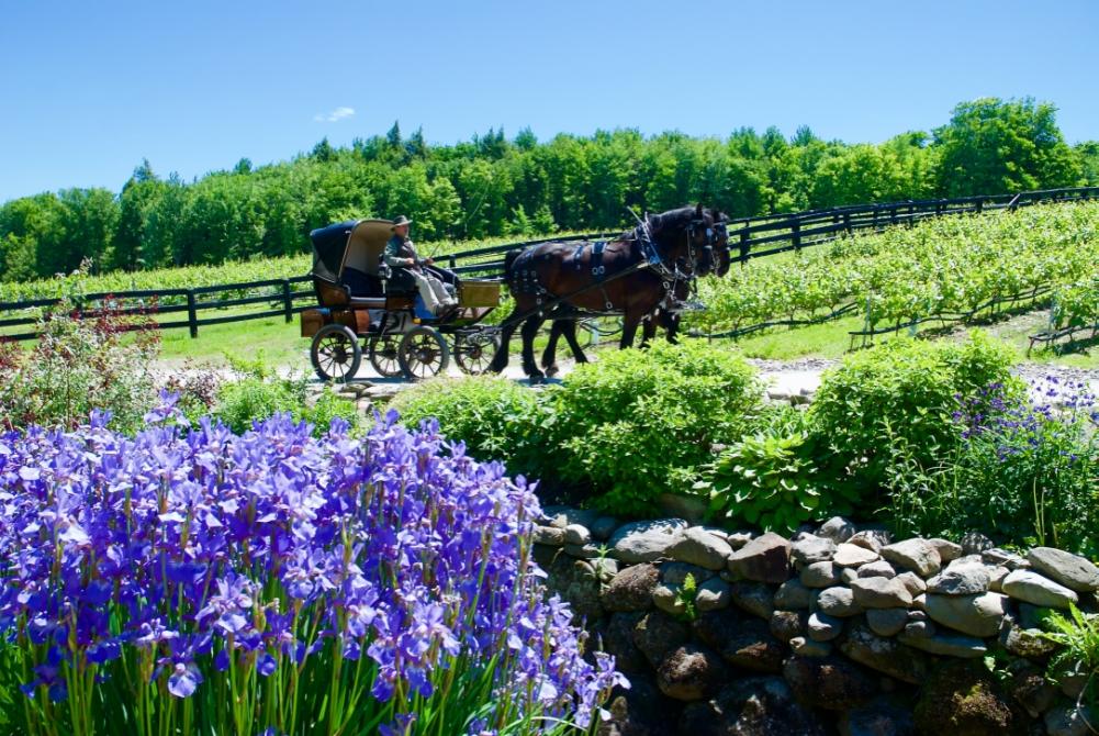 Le Vignoble Du Ruisseau Dunham Eastern Townships Quebec